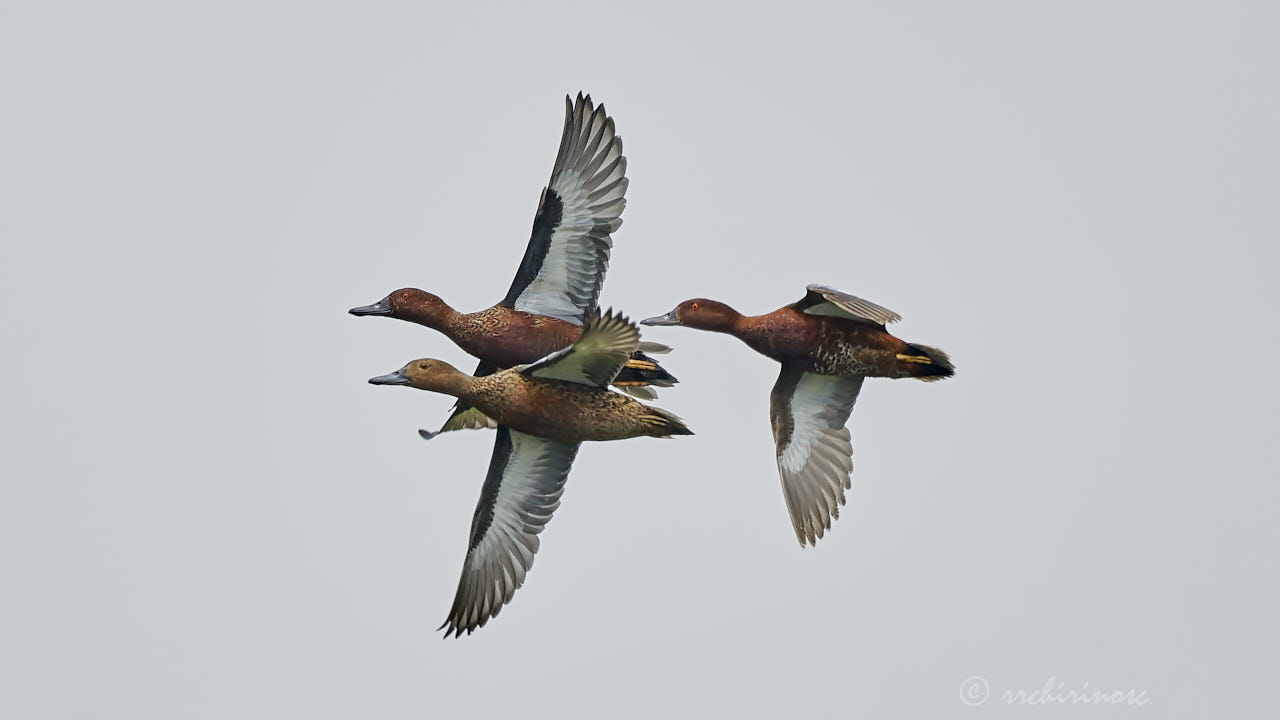 Cinnamon teal