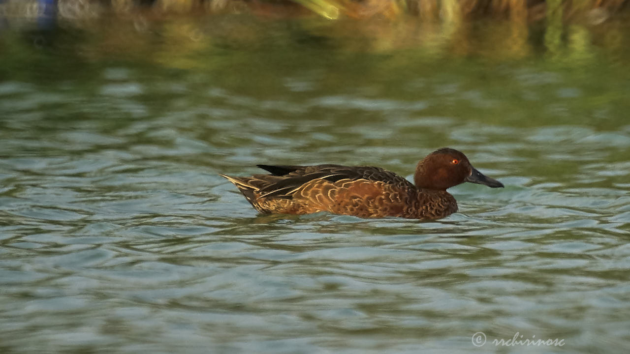 Cinnamon teal