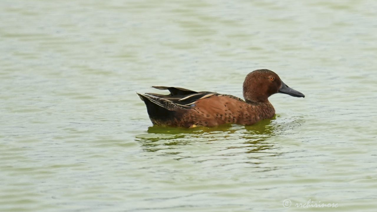 Cinnamon teal