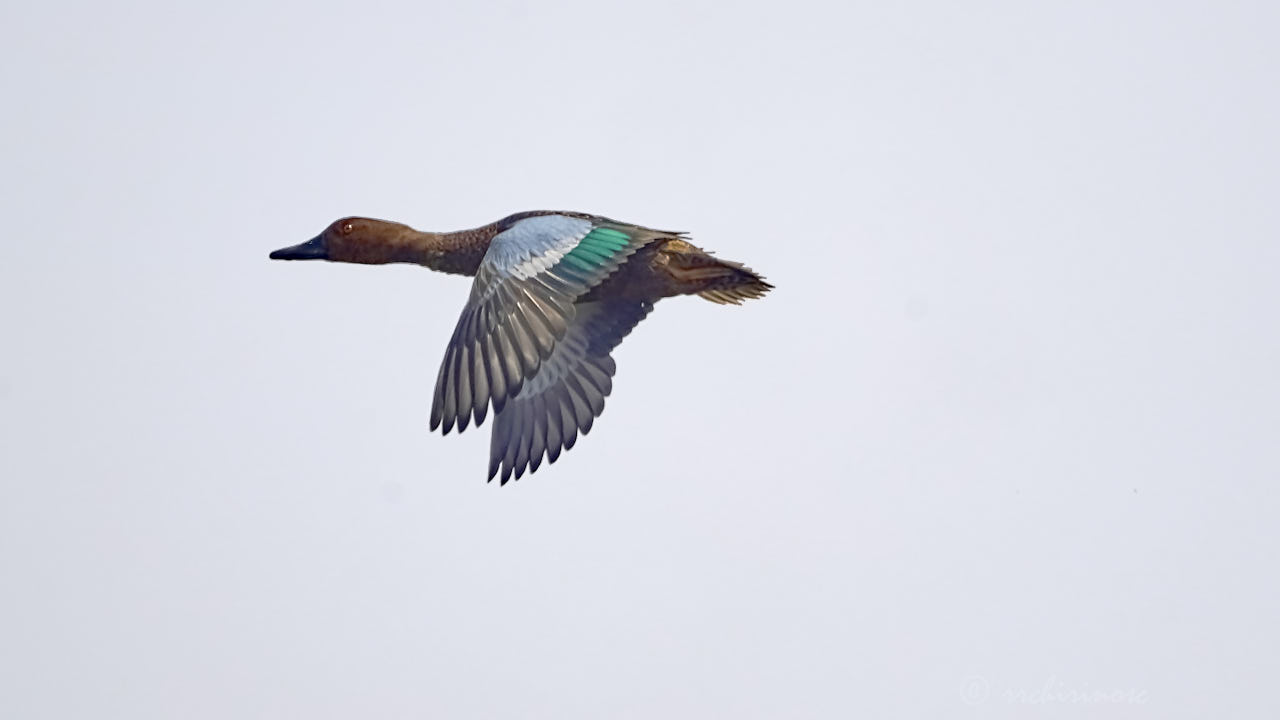 Cinnamon teal