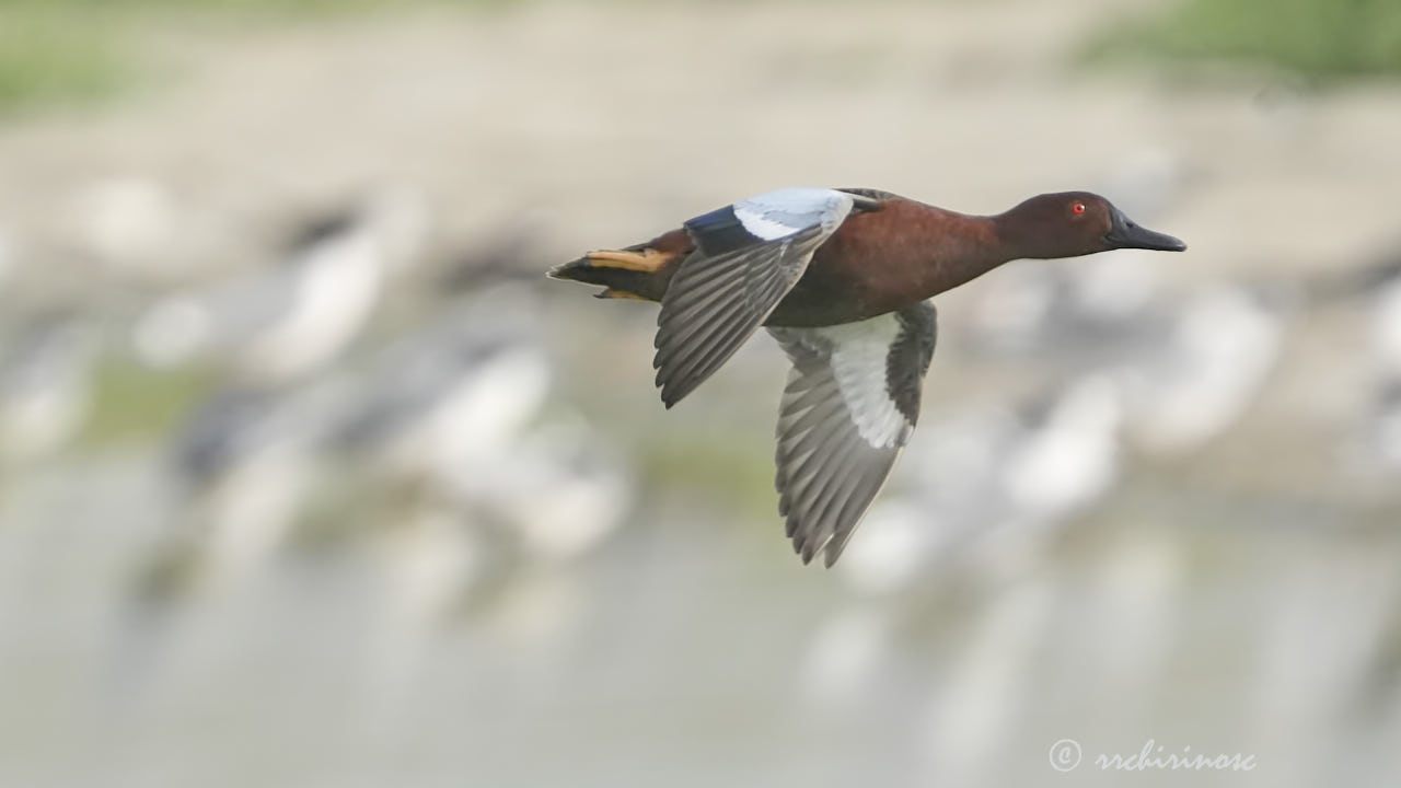 Cinnamon teal