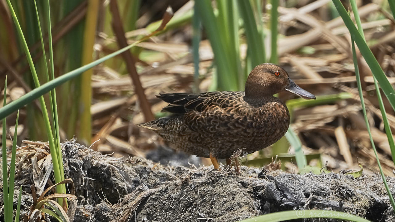 Cinnamon teal