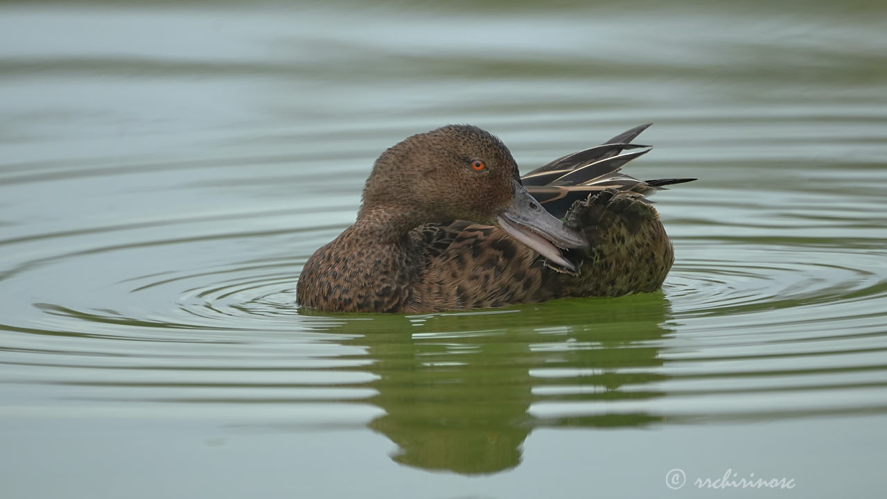 Cinnamon teal