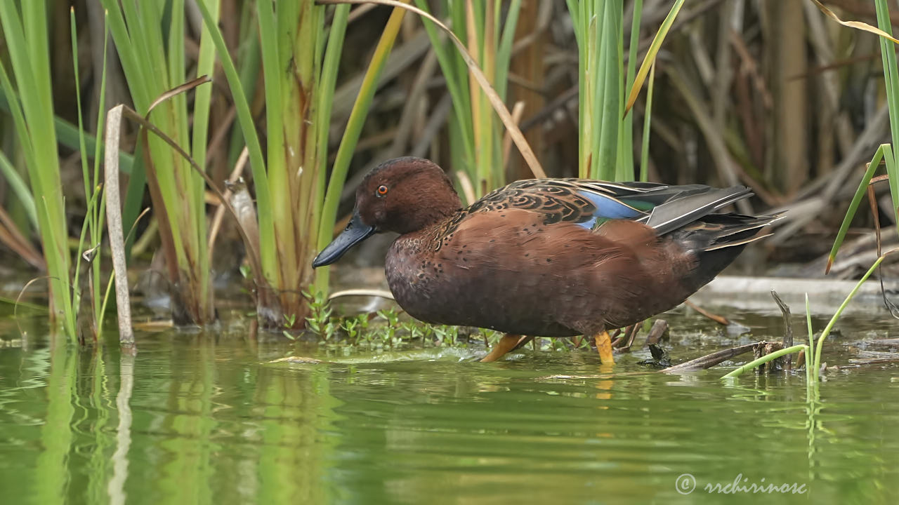 Cinnamon teal