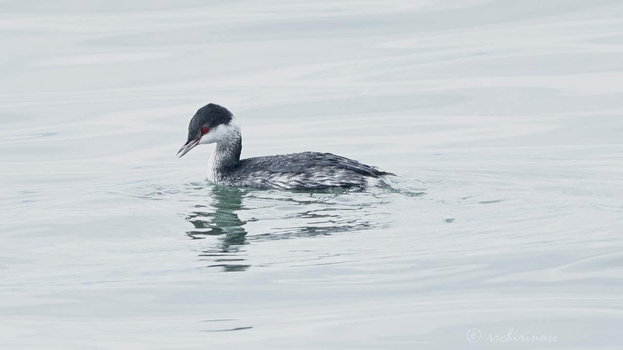 Clark's grebe