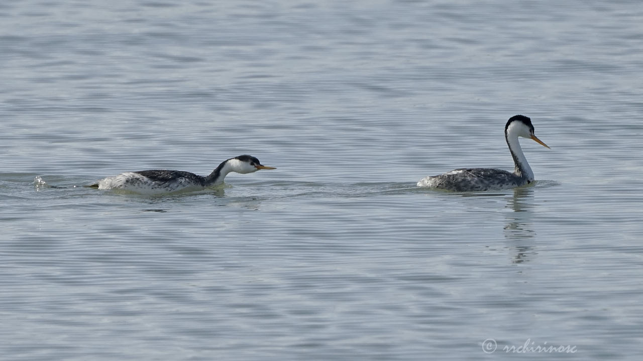 Clark's grebe