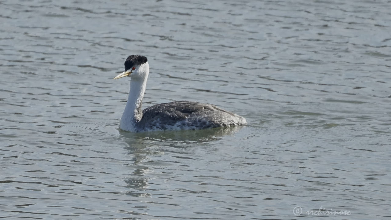 Clark's grebe