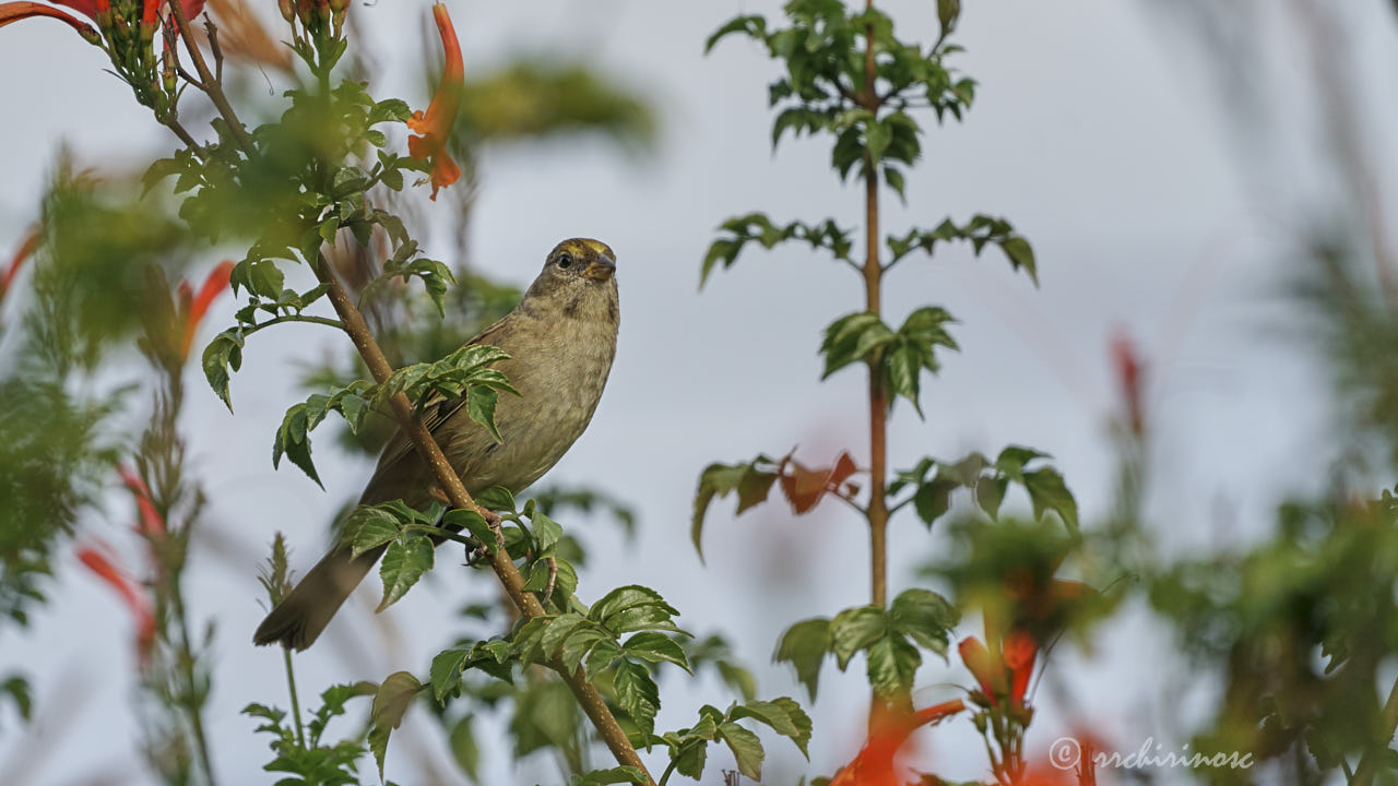 Golden-crowned sparrow