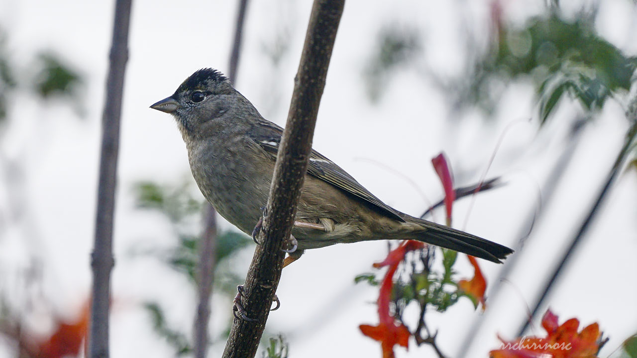 Golden-crowned sparrow