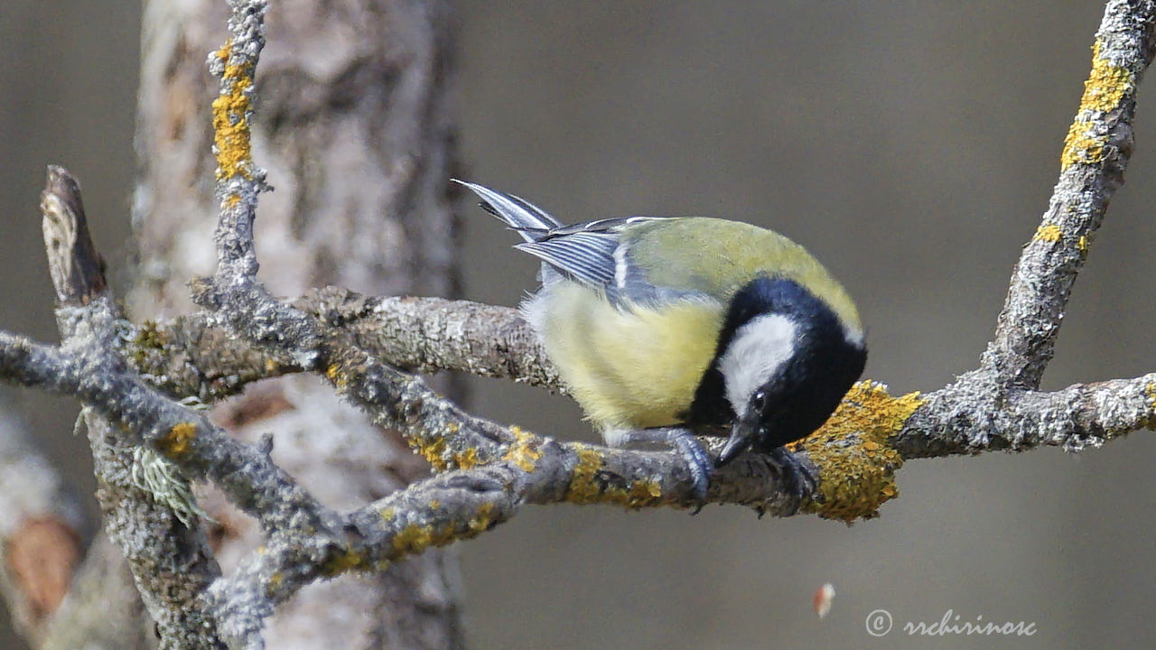 Coal tit