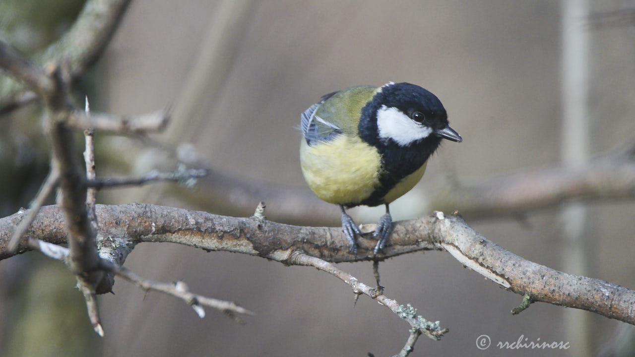 Coal tit