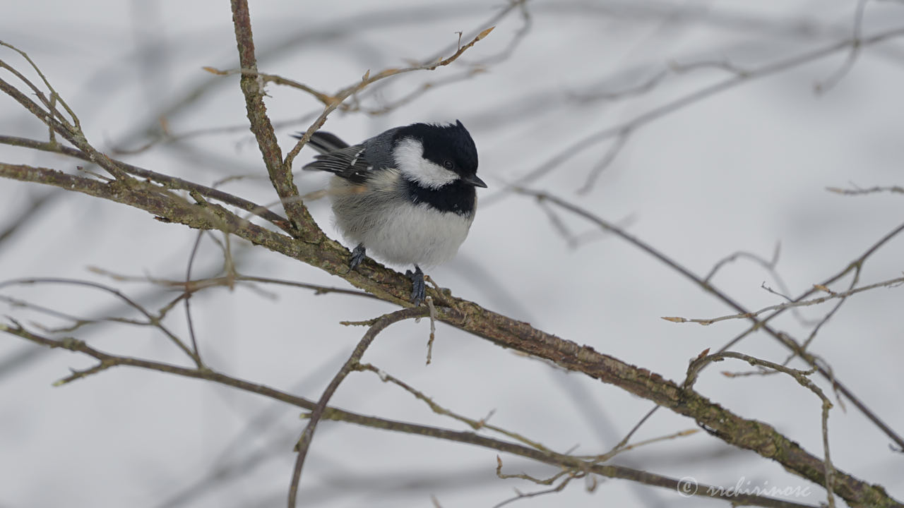 Coal tit