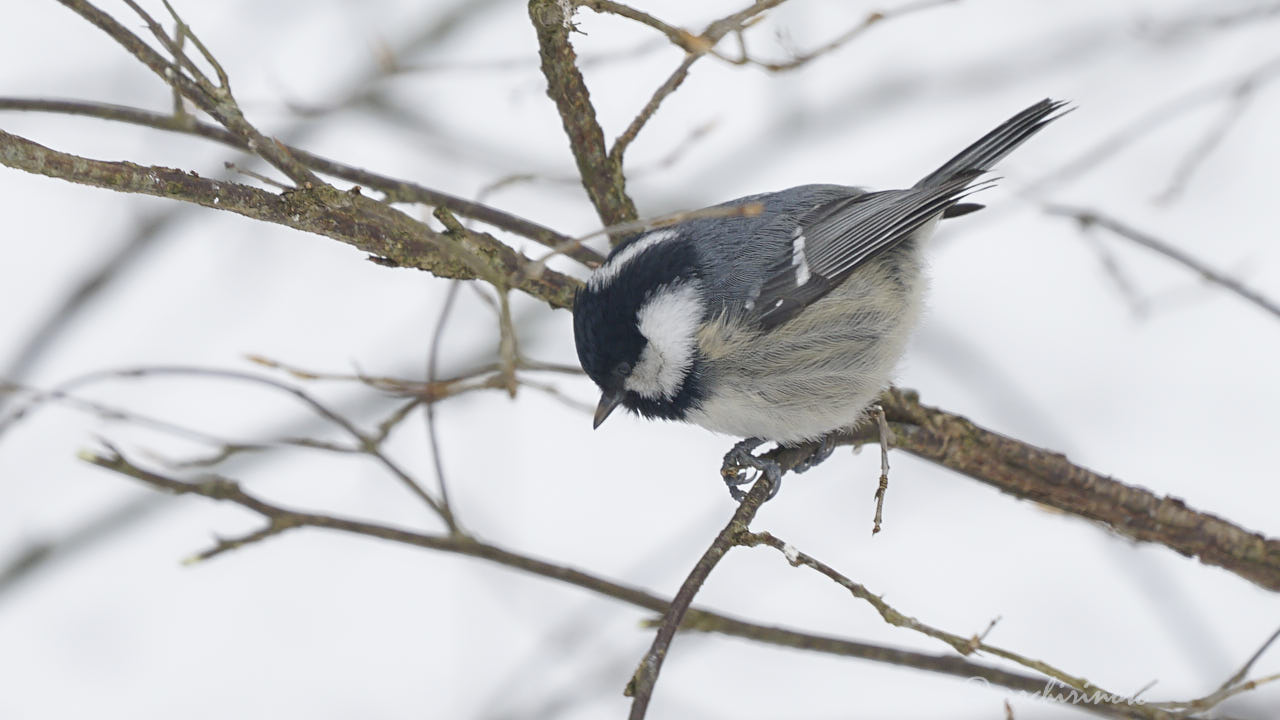 Coal tit