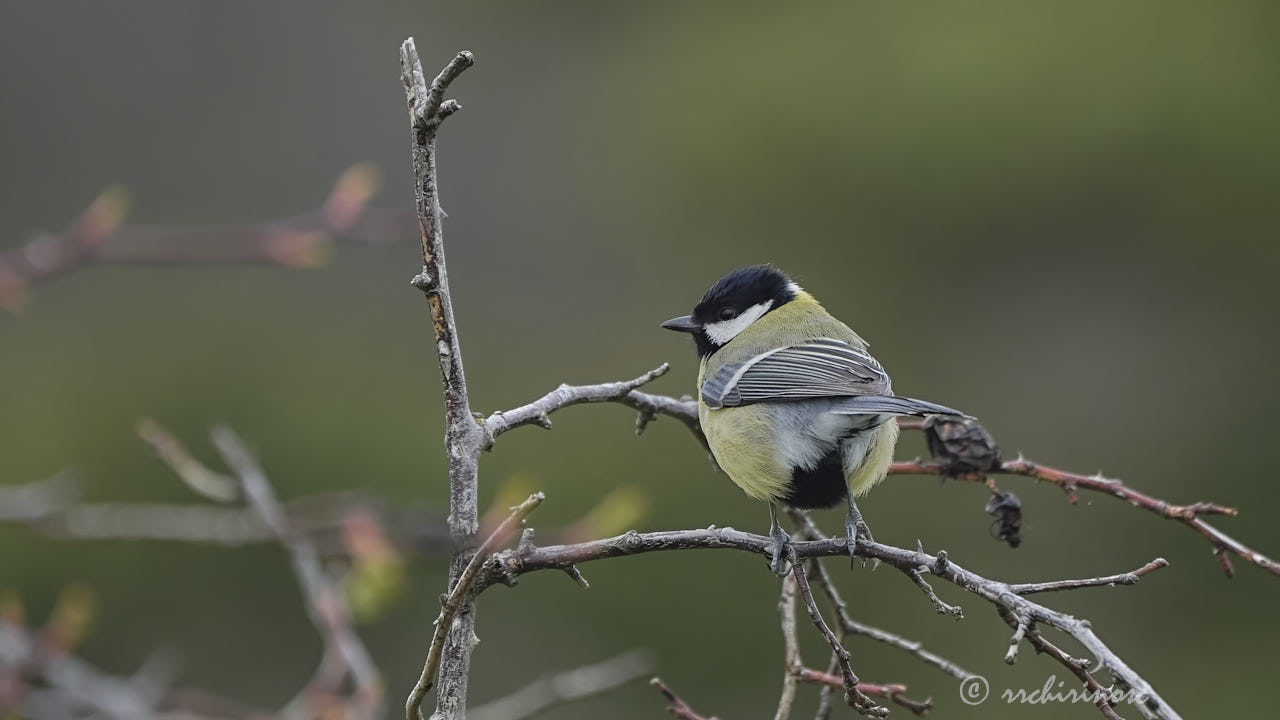 Coal tit