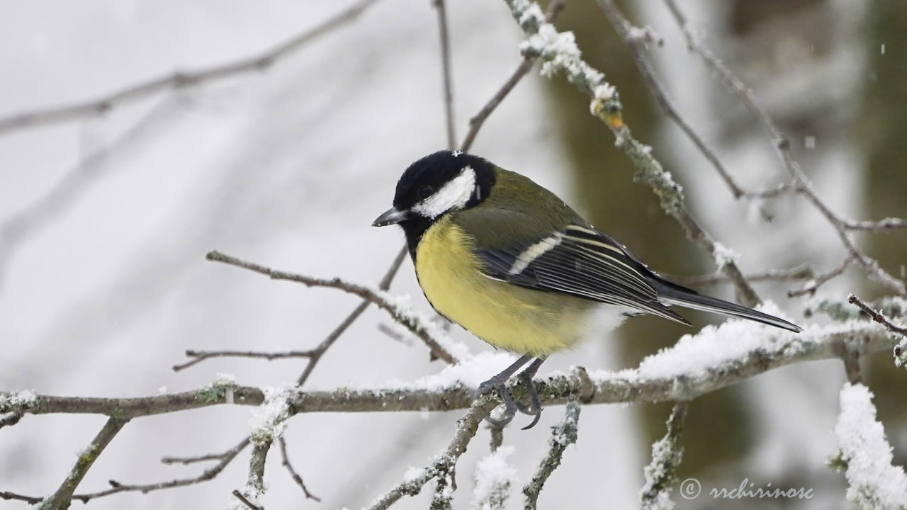 Coal tit