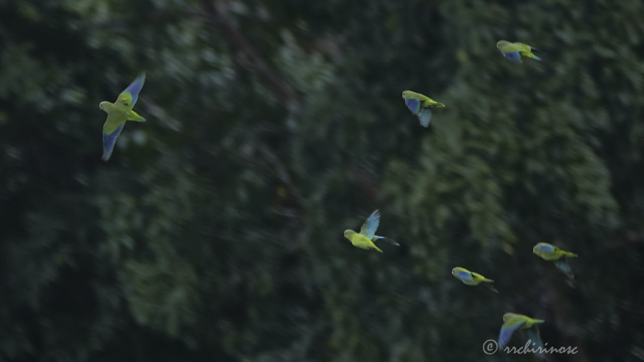 Cobalt-winged parakeet