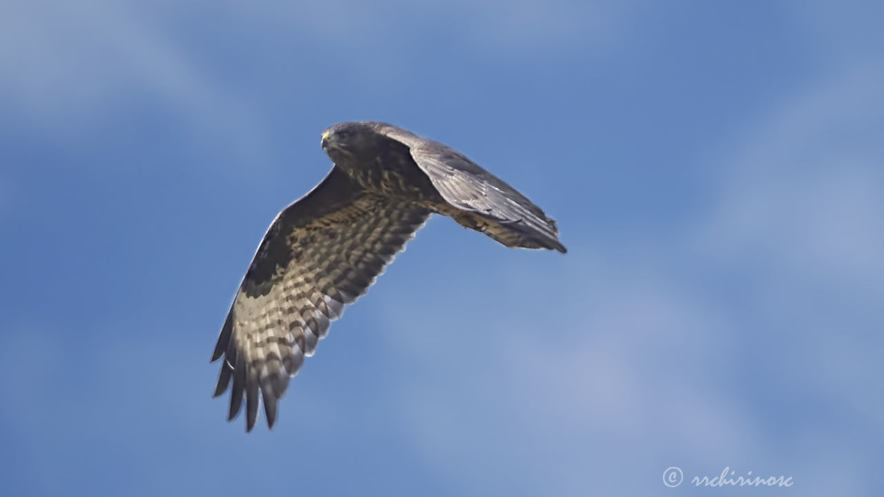 Common buzzard