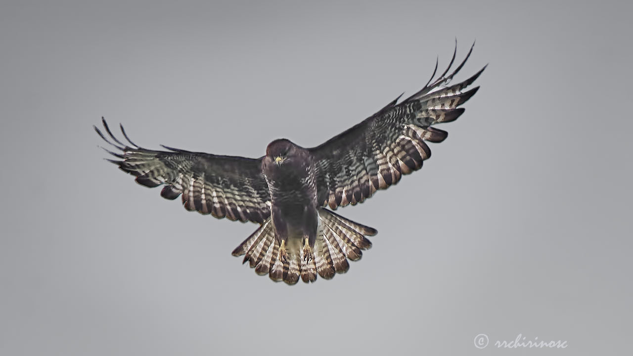 Common buzzard