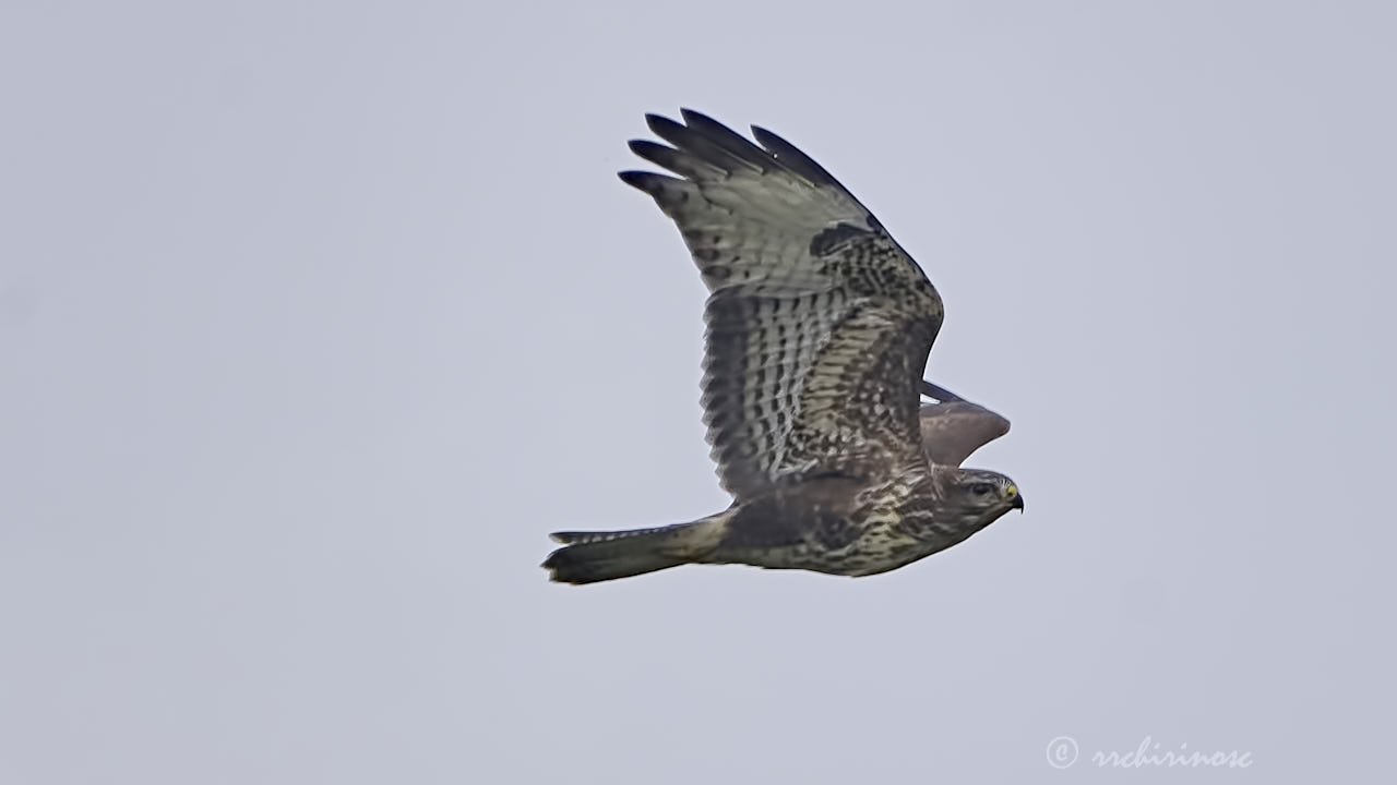 Common buzzard