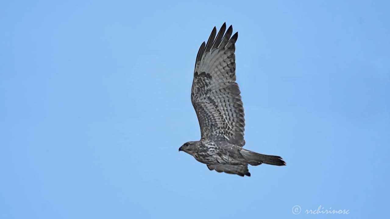 Common buzzard