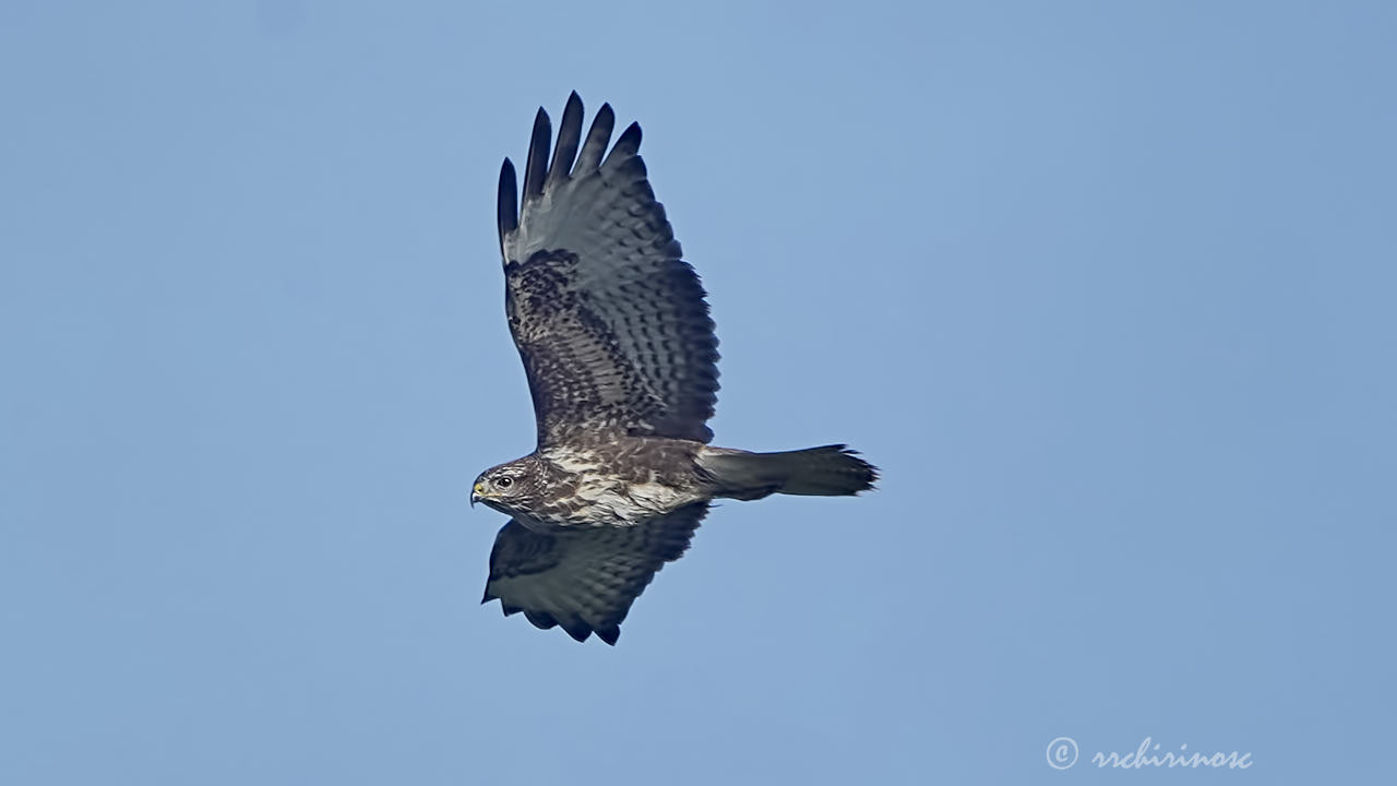 Common buzzard