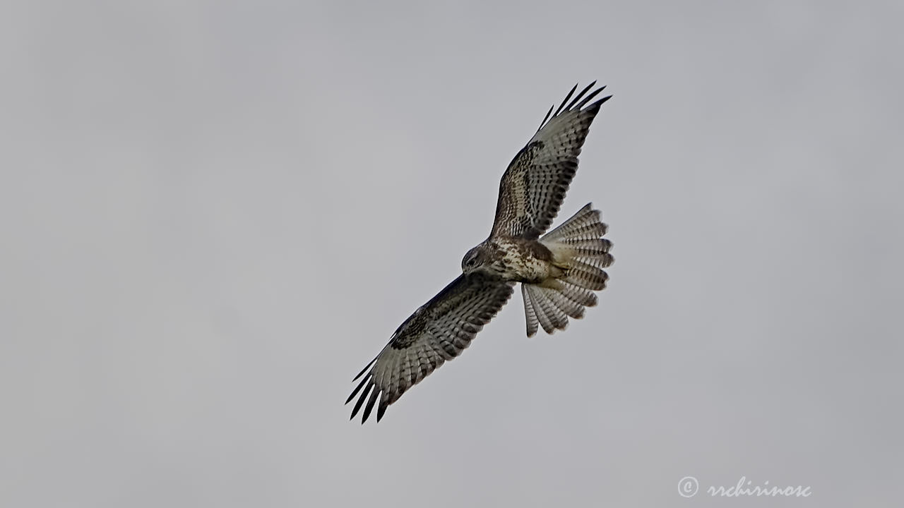 Common buzzard