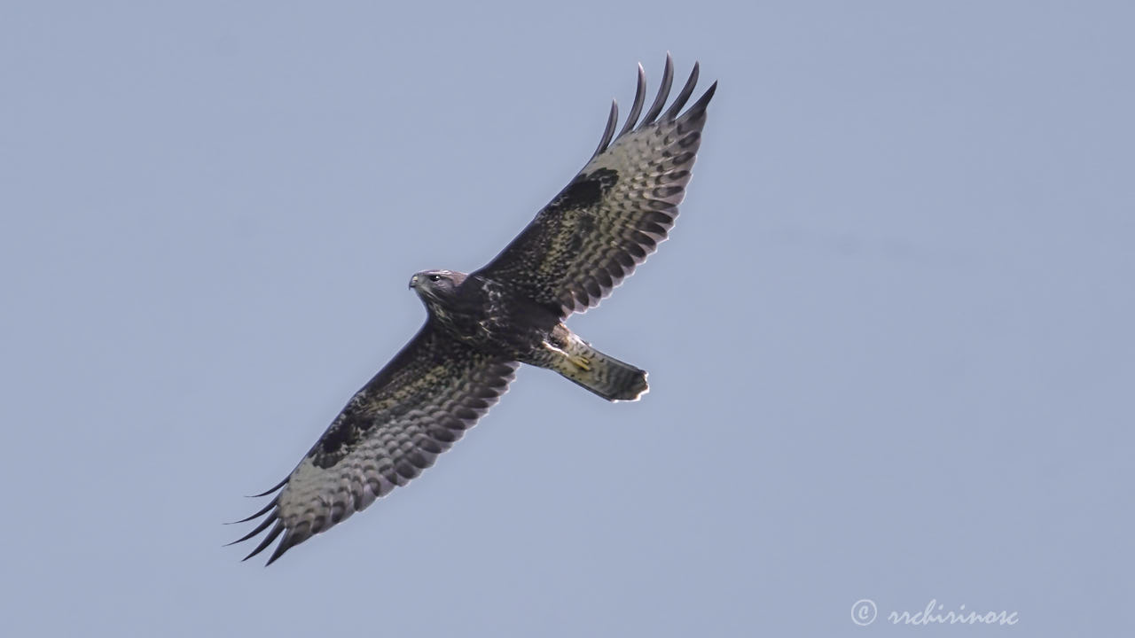 Common buzzard