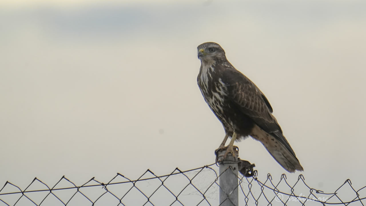 Common buzzard