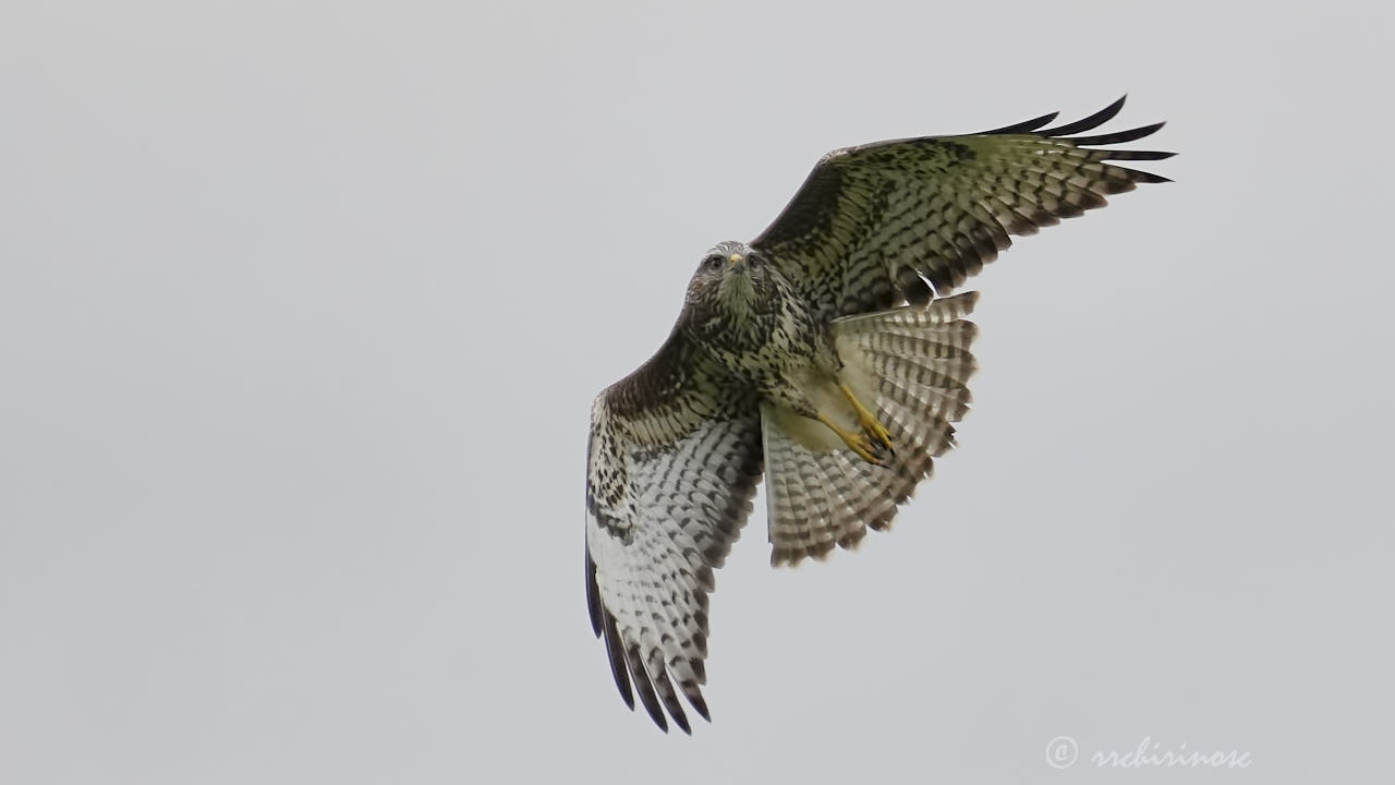 Common buzzard