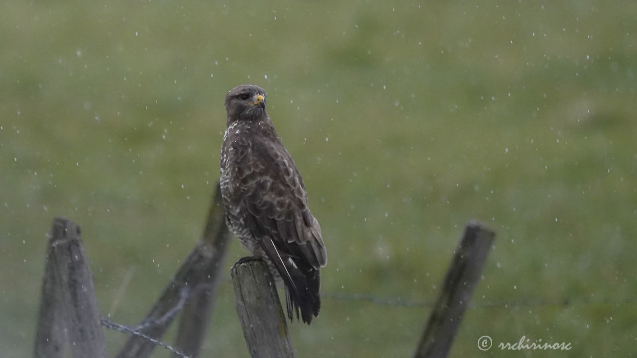 Common buzzard