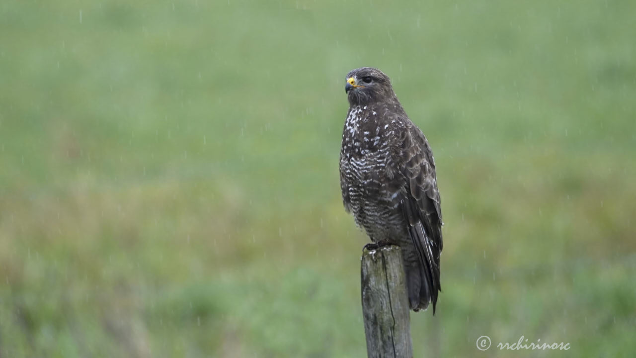 Common buzzard