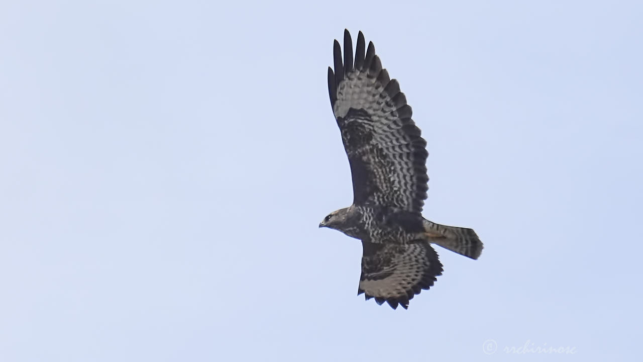 Common buzzard