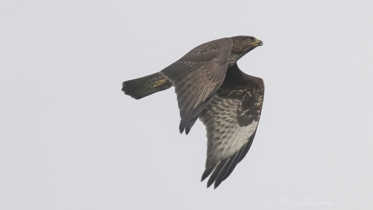 Common buzzard