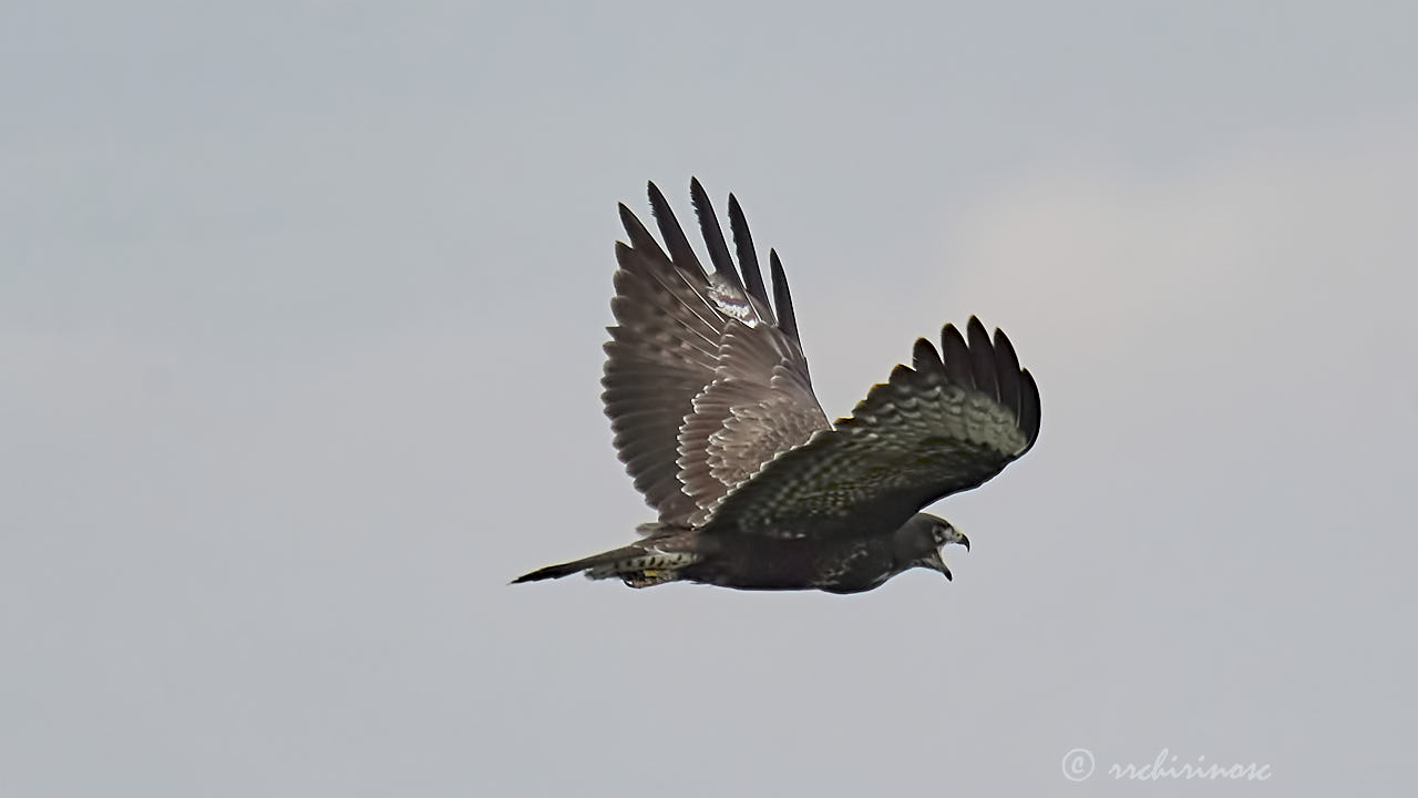 Common buzzard