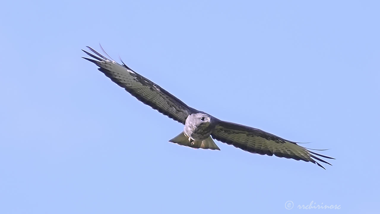 Common buzzard