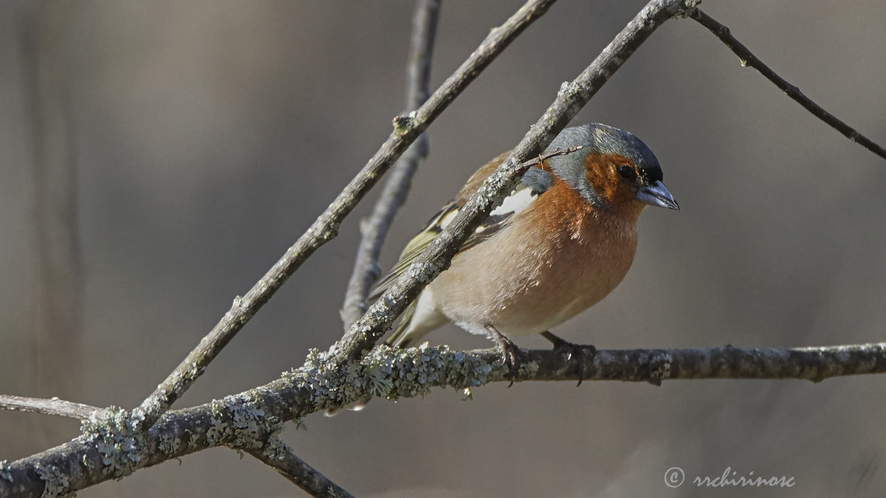 Common chaffinch