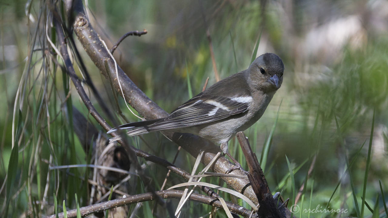 Common chaffinch