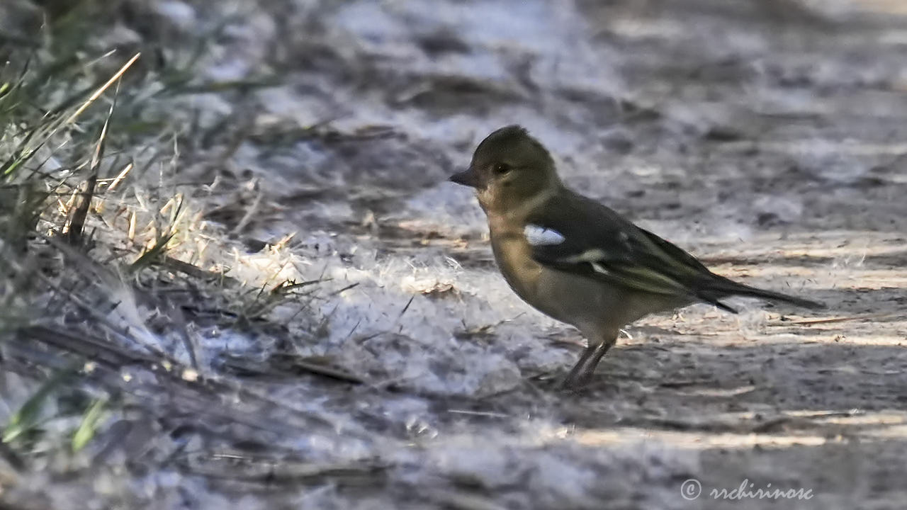 Common chaffinch