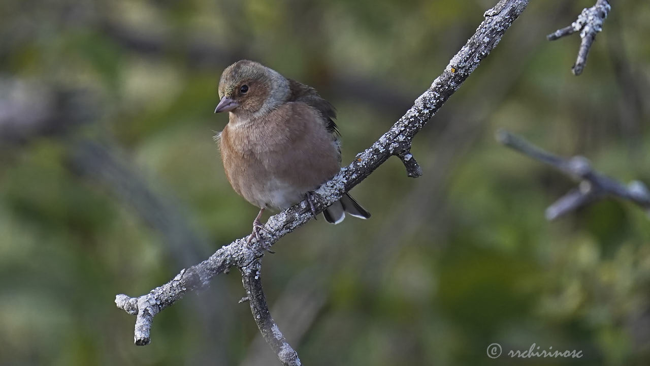 Common chaffinch