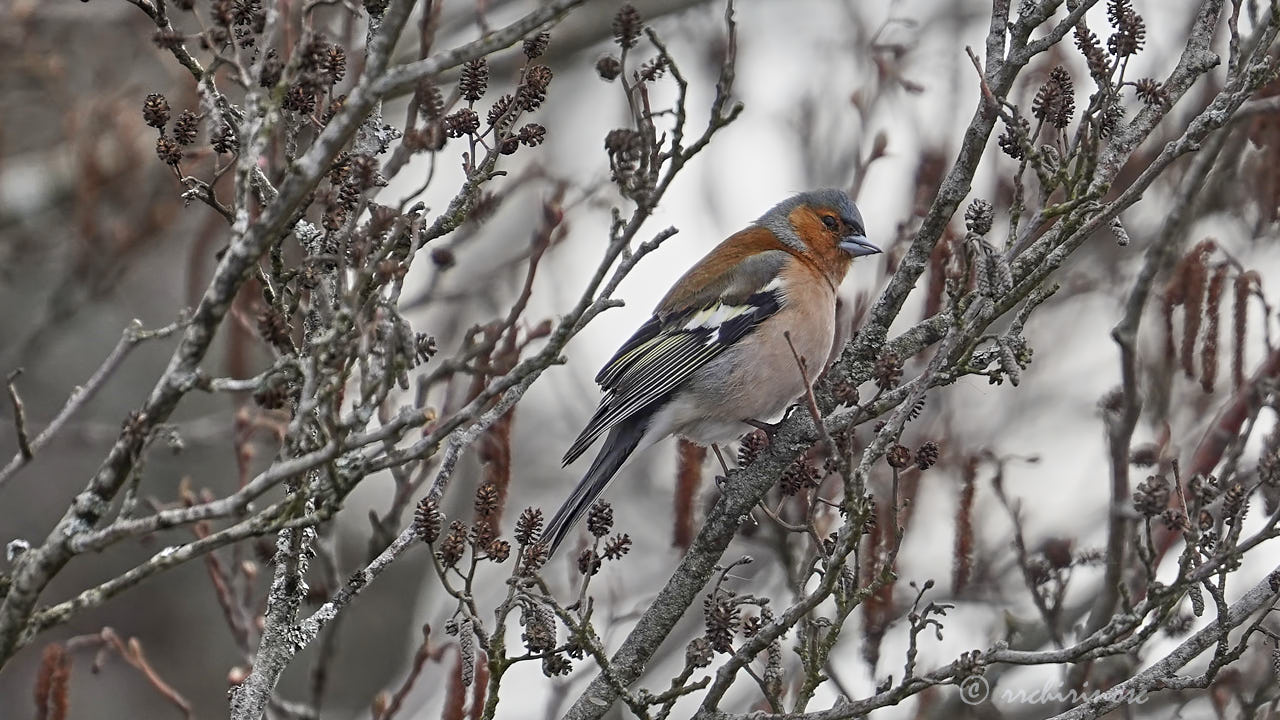 Common chaffinch