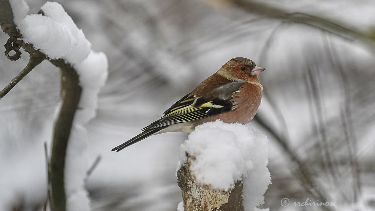 Common chaffinch