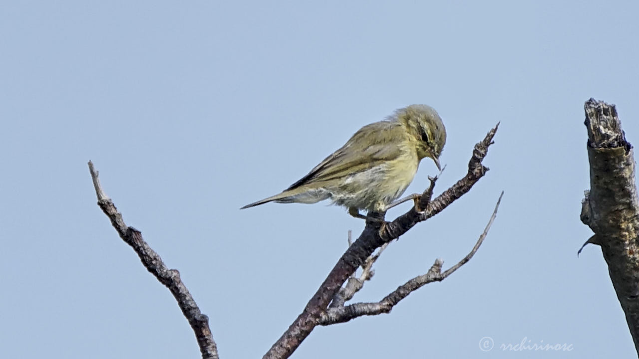 Common chiffchaff