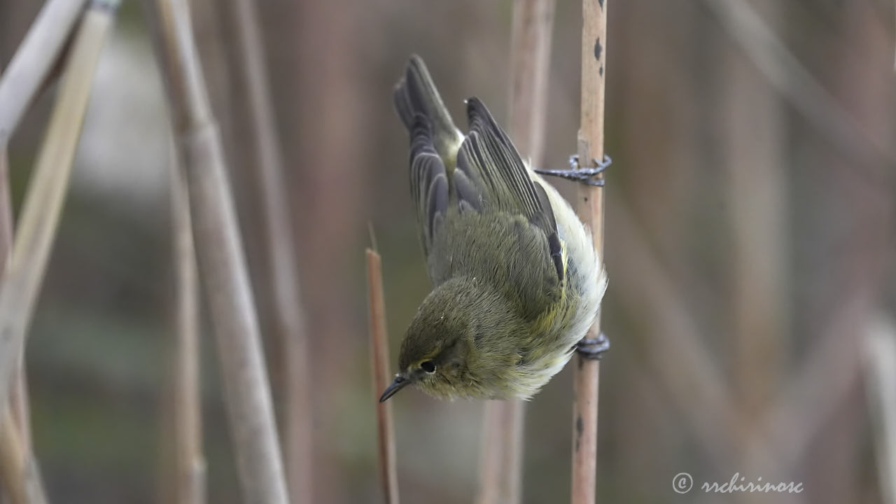 Common chiffchaff