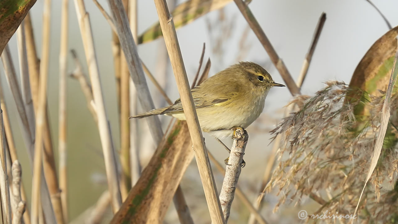 Common chiffchaff