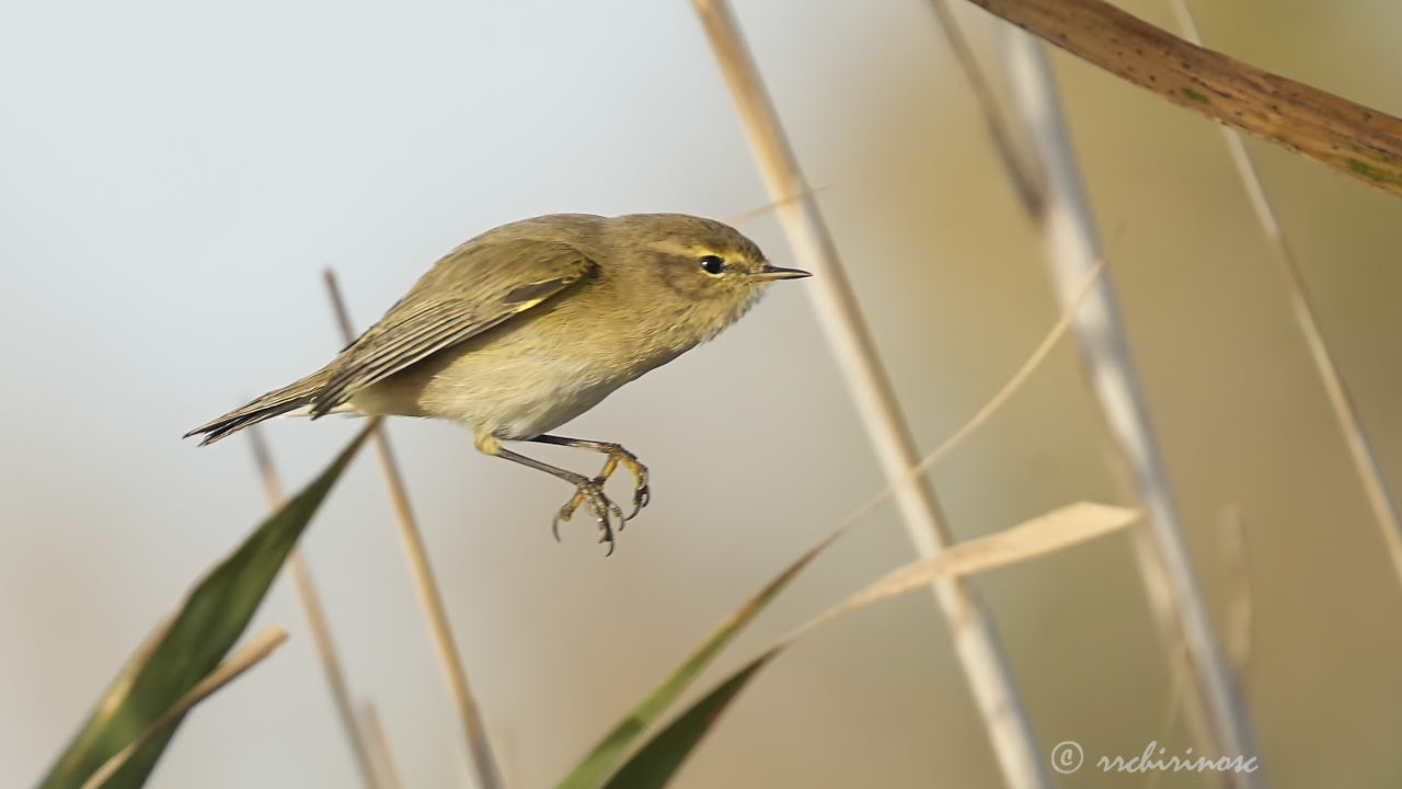 Common chiffchaff