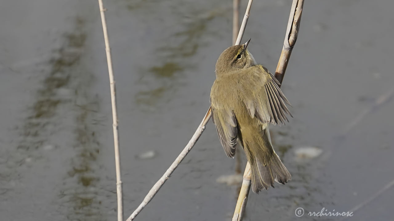 Common chiffchaff