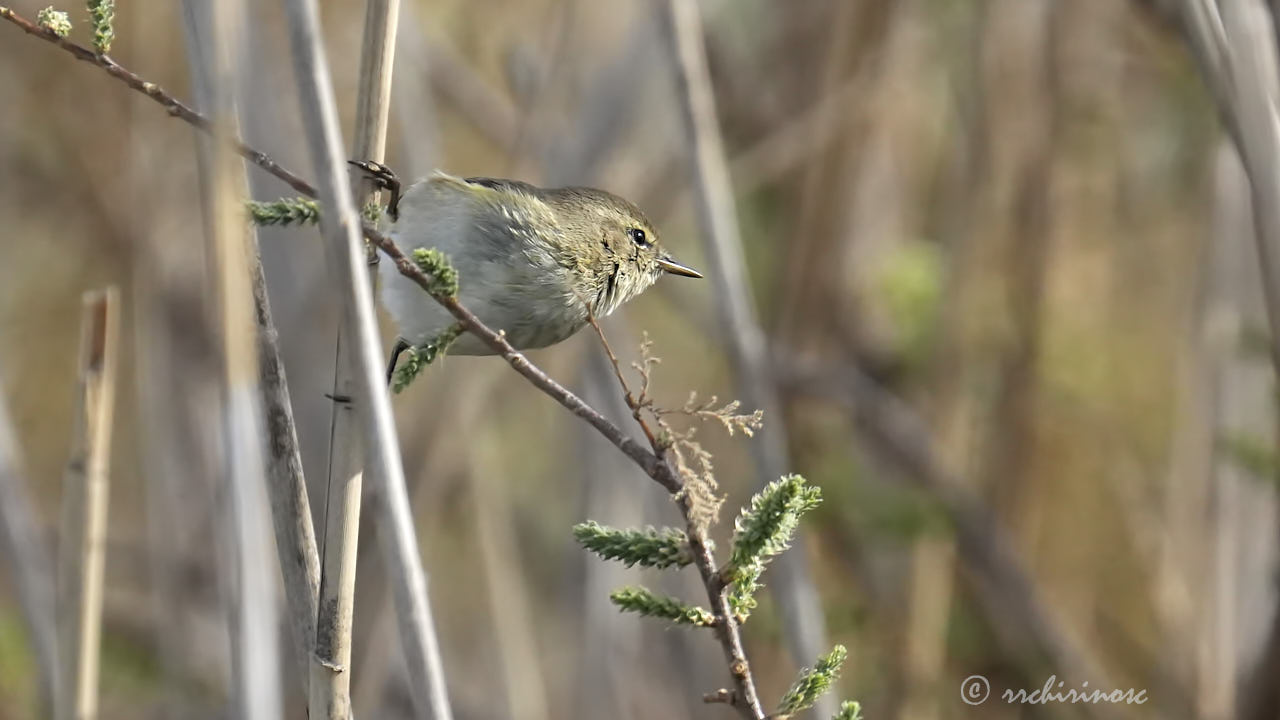 Common chiffchaff