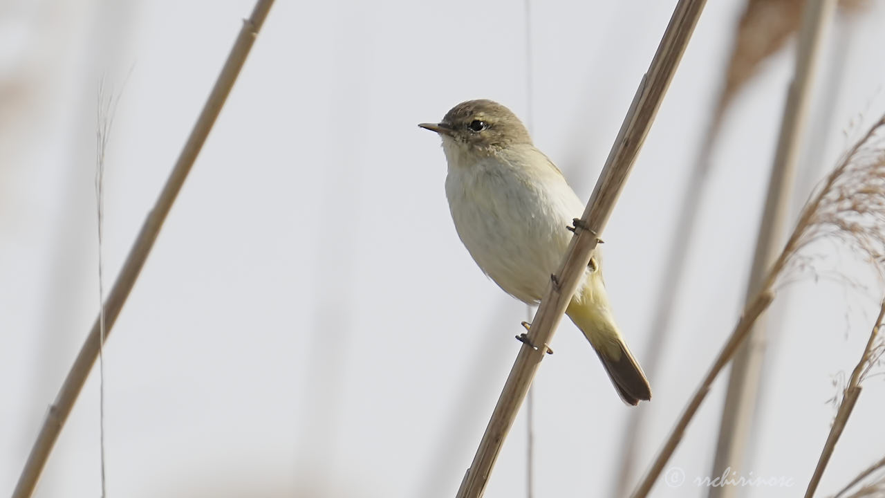 Common chiffchaff