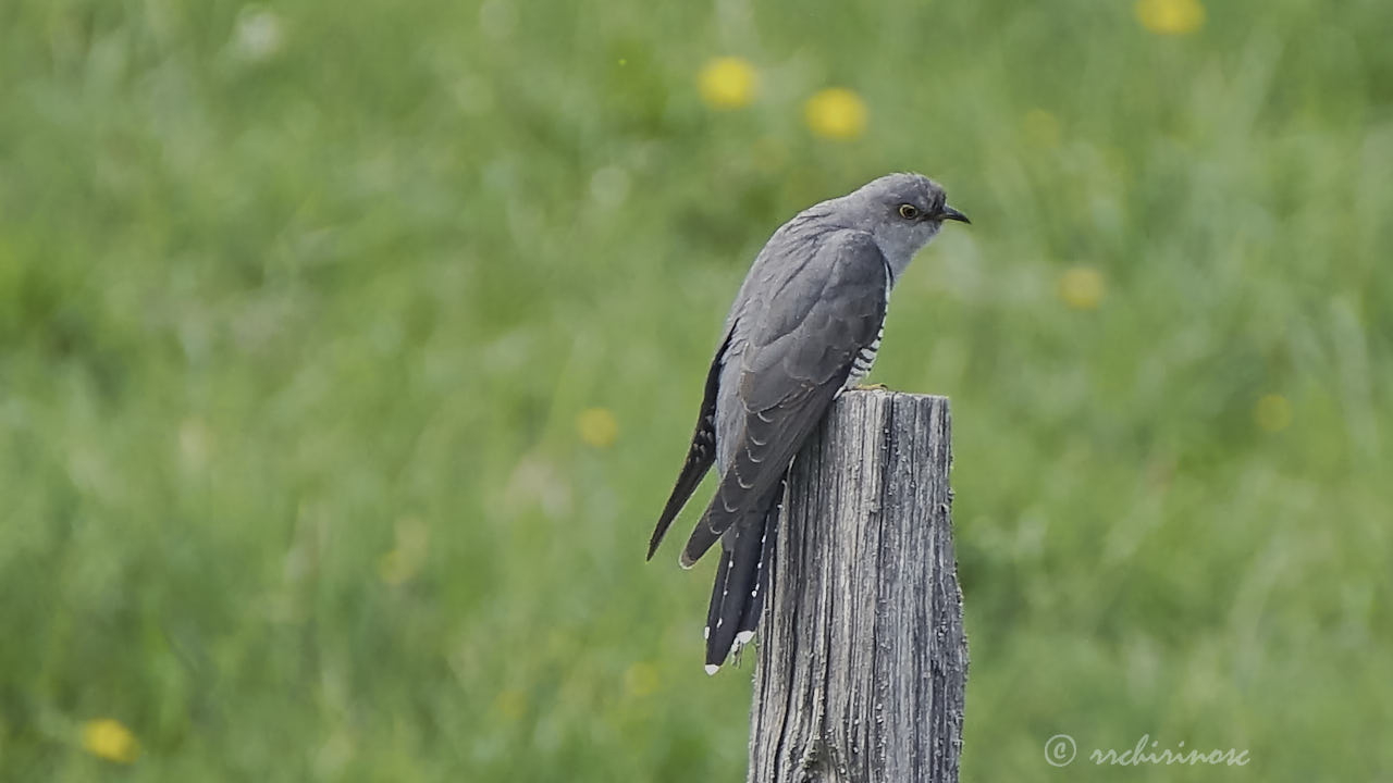 Common cuckoo