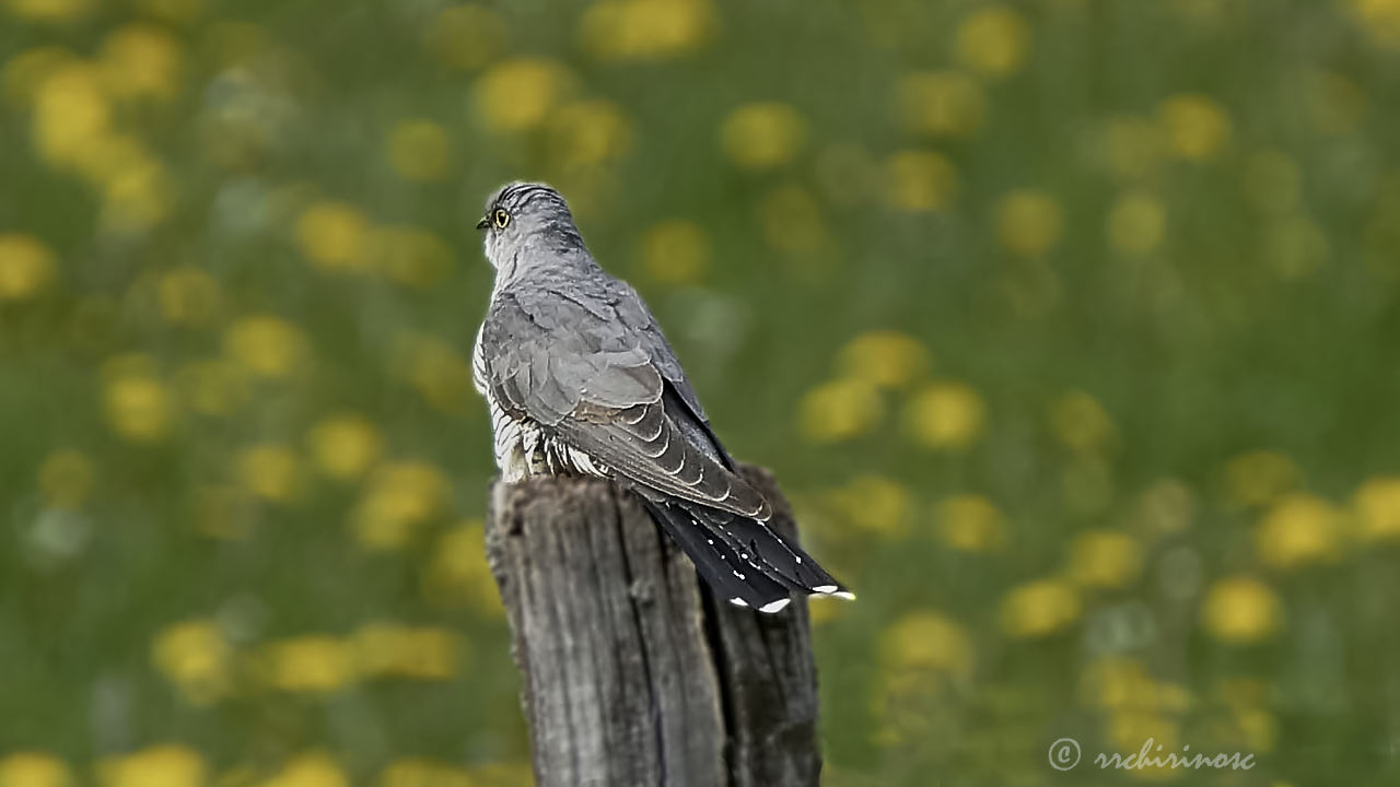 Common cuckoo